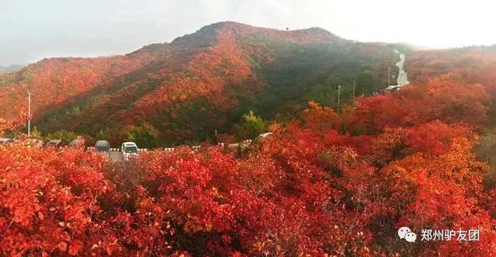 郑州最近赏红叶最佳的地方,靳家岭红叶和长寿山红叶哪个好看