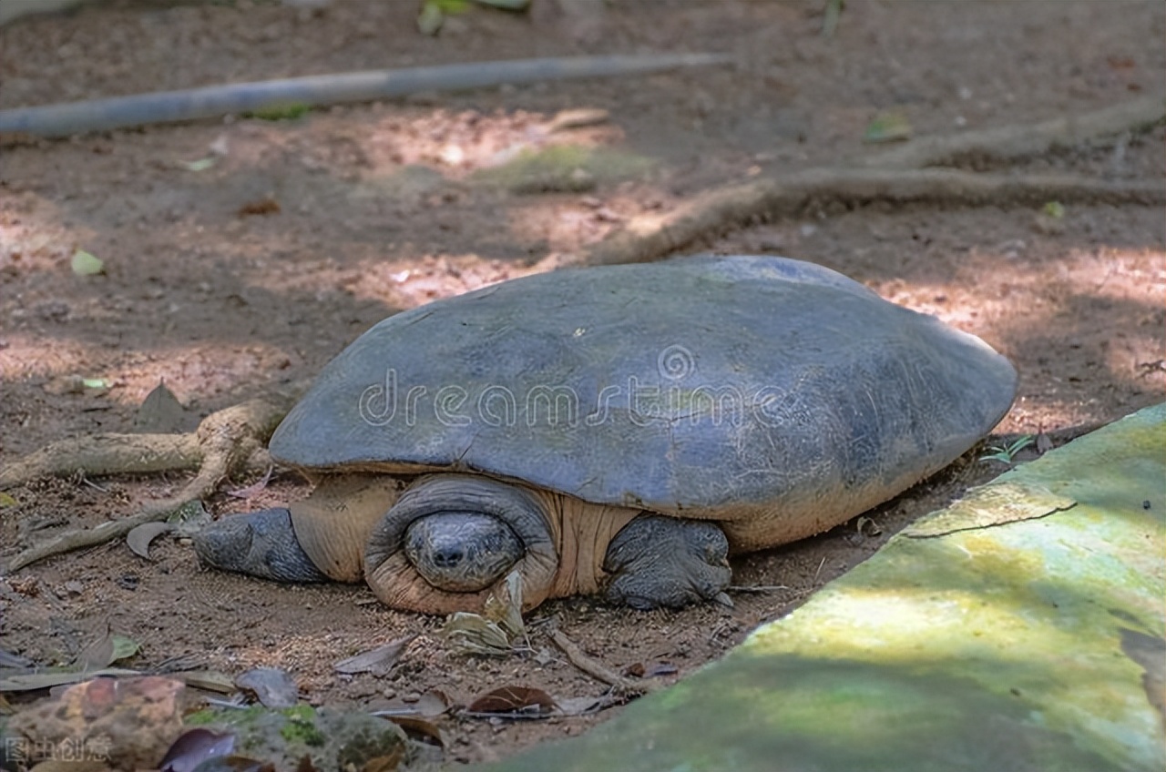 养龟的7大禁忌草龟,中华草龟养龟指南最新