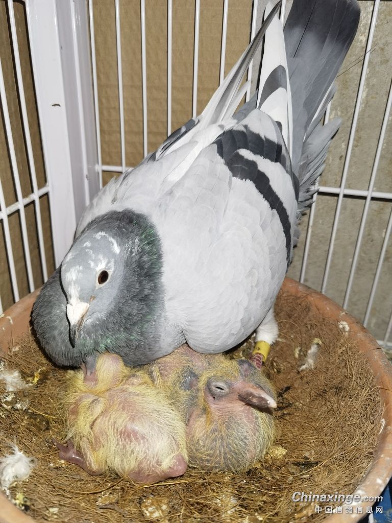 骞奸附澶у皬涓嶄竴,骞奸附鍑哄３澶у皬涓嶄竴