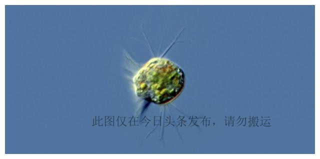 科学家找到专吃病毒生物,发现病毒的科学家是谁