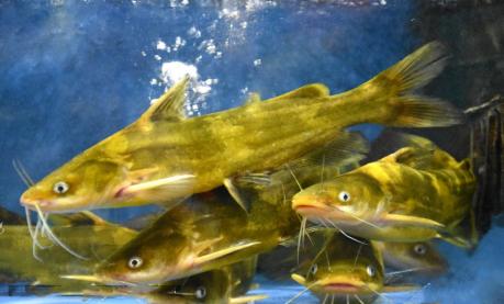 黄骨鱼烂鳍烂尾怎么治,黄骨鱼裂头最佳治疗方法