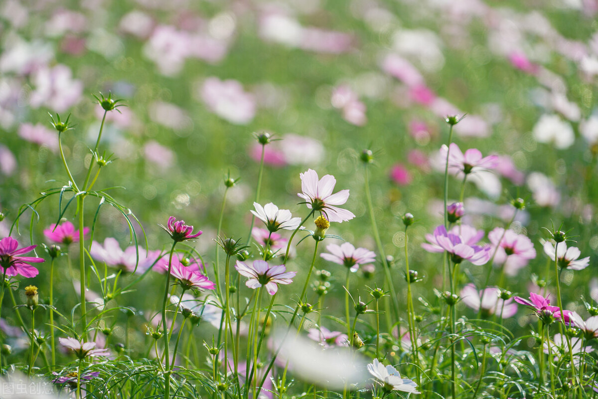 西厢记中听琴,《西厢记》昆曲听琴