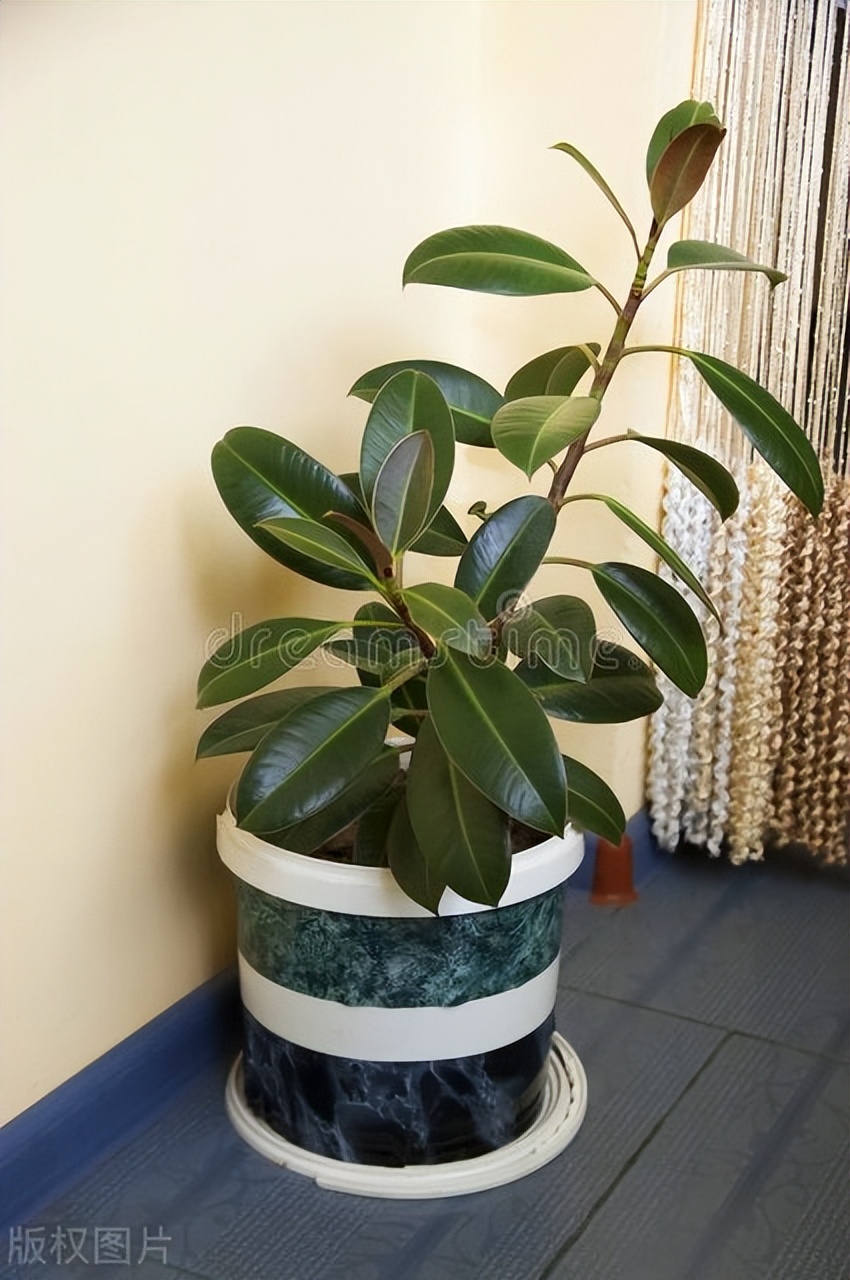 家里养哪五种花大气,家养哪四种花寓意好