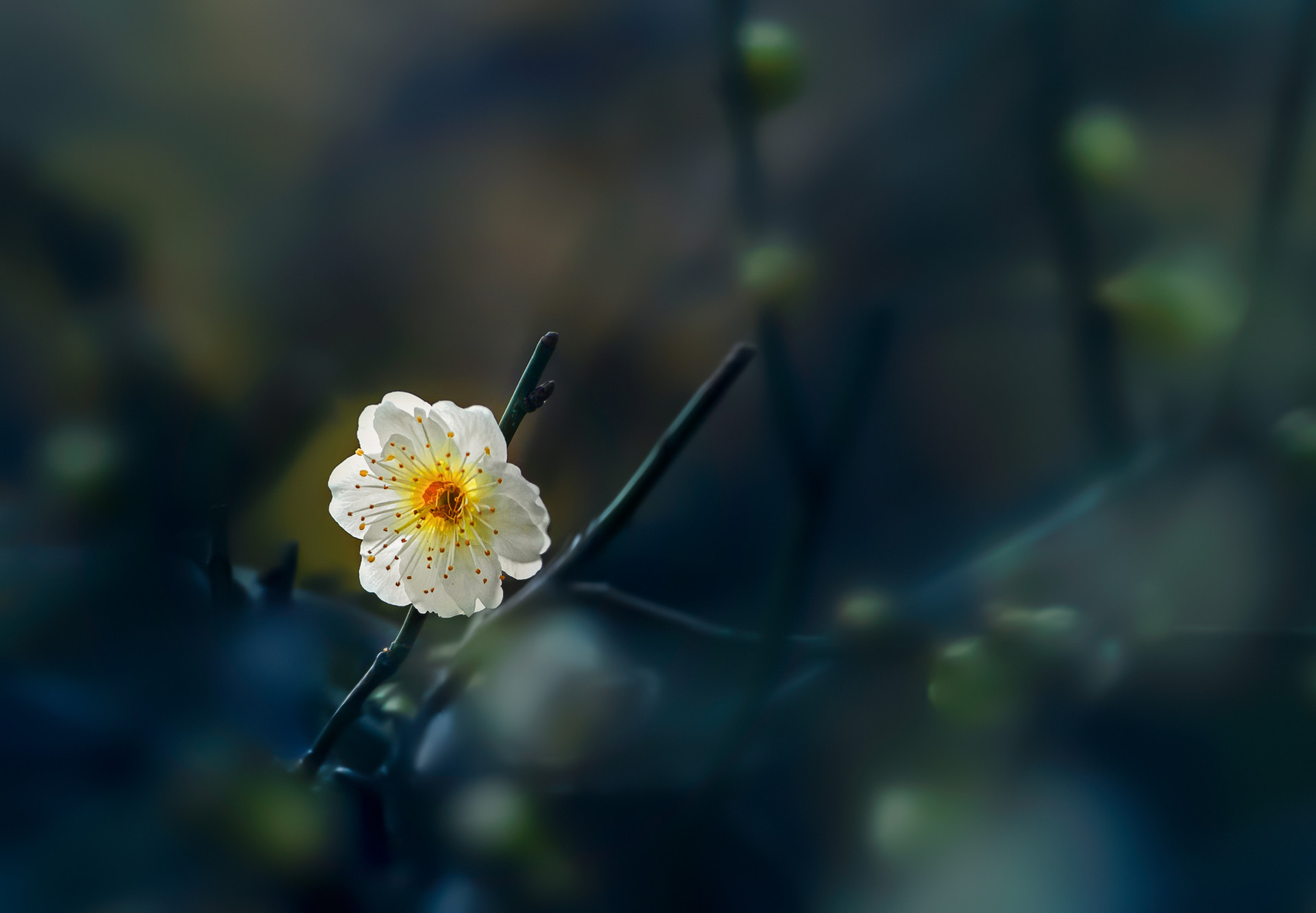 古诗不为往事扰余生只愿笑,感悟不为往事扰余生只愿笑