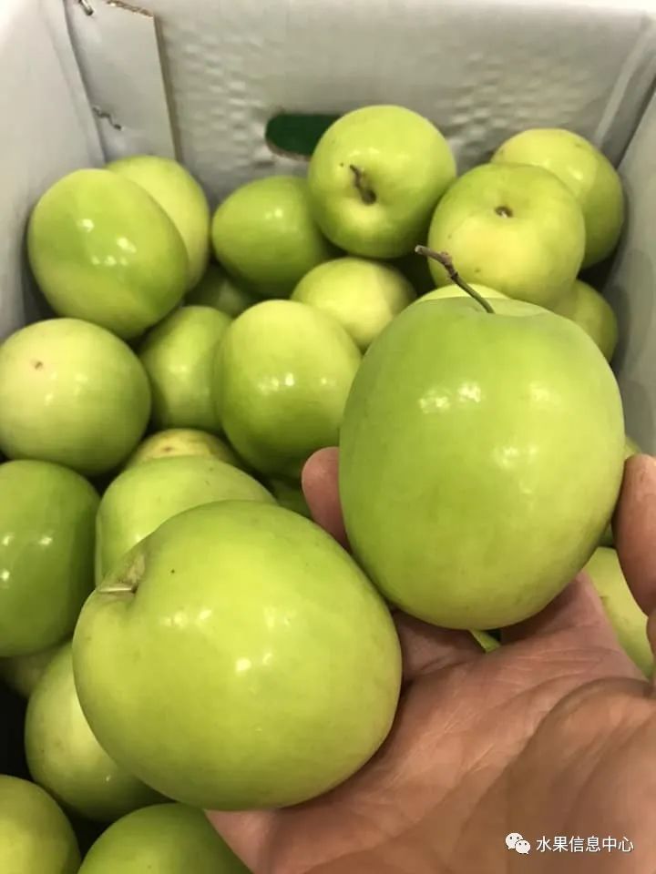 牛奶枣大青枣,牛奶枣和大青枣哪种好吃