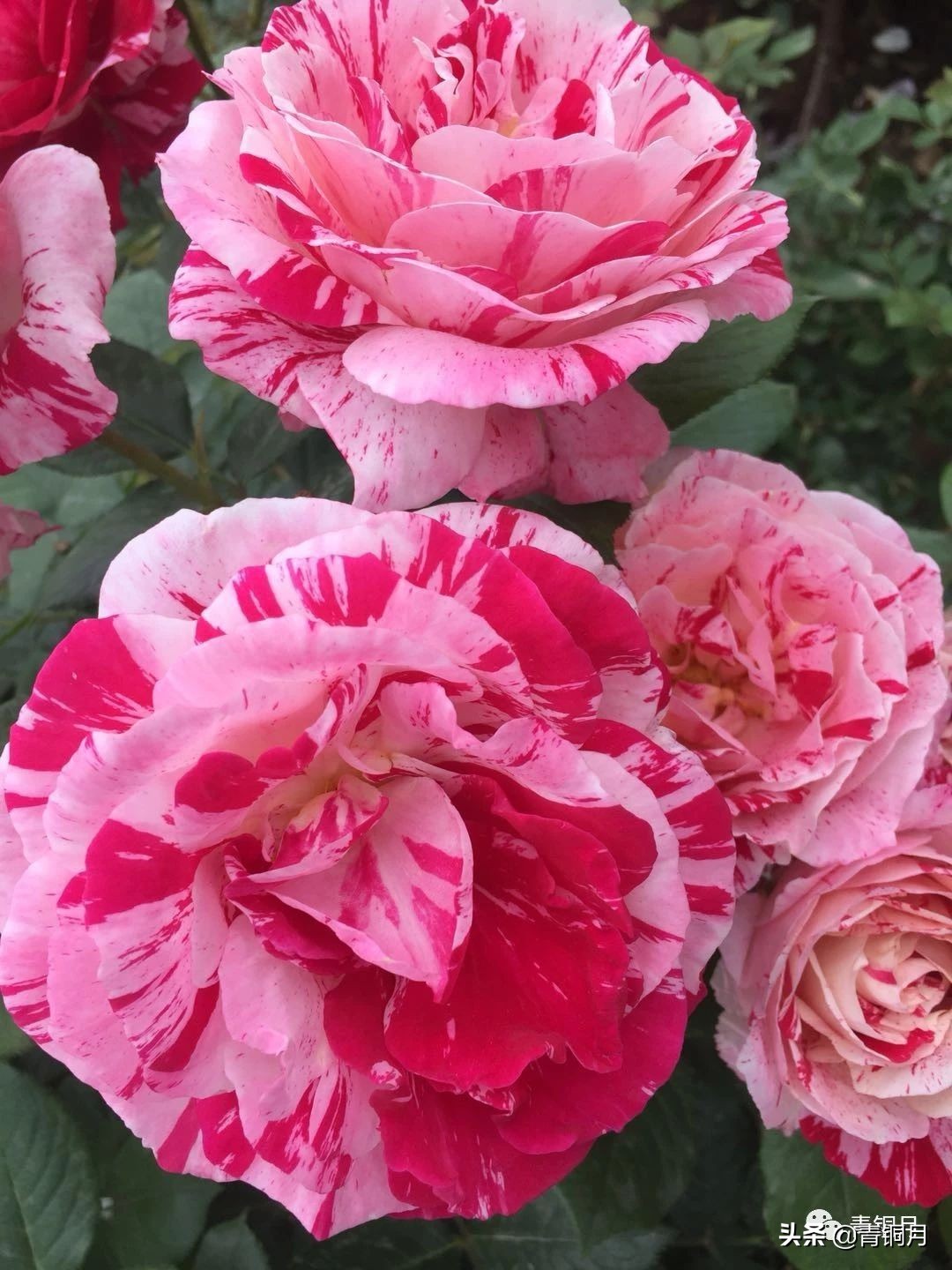 小说第2册第七课：周大新《小诊所》（10万+课程老师讲义）