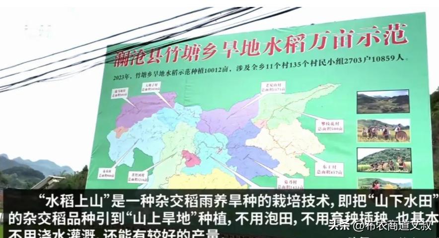 水稻上山真实亩产,水稻上山很受农民欢迎实际情况