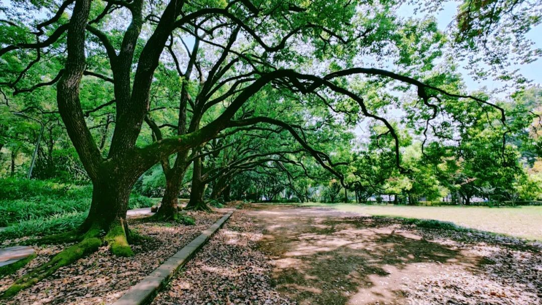 武汉大学哪个专业毕业后工资高,有哪些能够年薪百万的专业