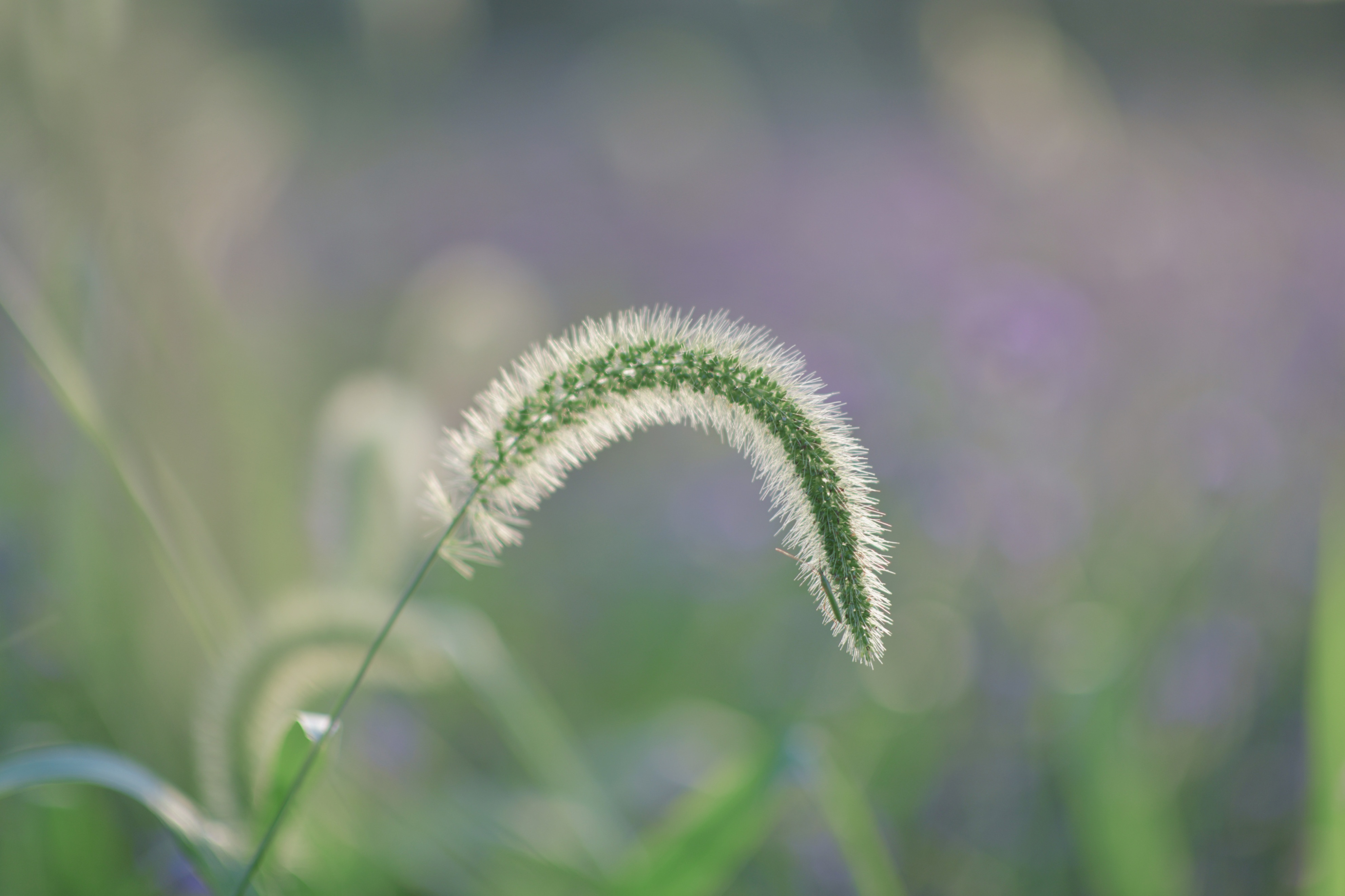 重庆市赏花胜地游玩线路,重庆渝北周边赏花地点推荐