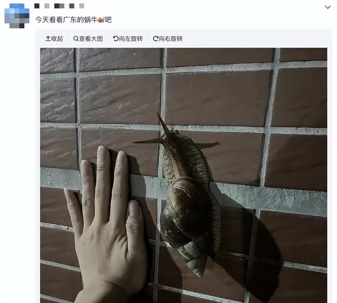 在广东，每个人都有机会被蜗牛绊倒