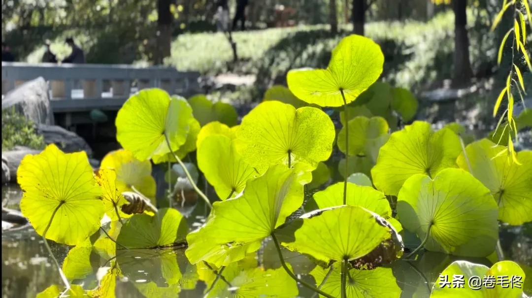 iphone1200万像素,iphone什么时候升级到1亿像素