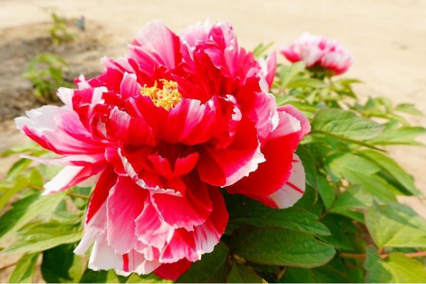 仙人掌墨西哥国花,仙人掌花是什么国家的国花