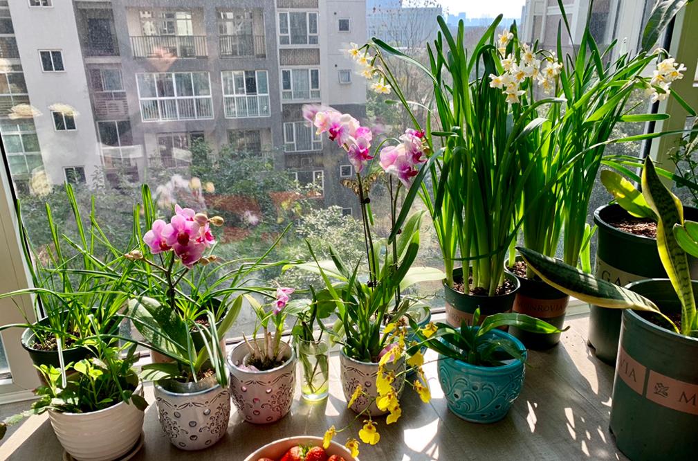 养花不能用大盆，何为大盆？5大类植物“选盆”规则，要学会