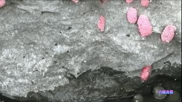 厦门一市民点炒田螺，餐厅却用非法福寿螺代替，被监管部当场销毁