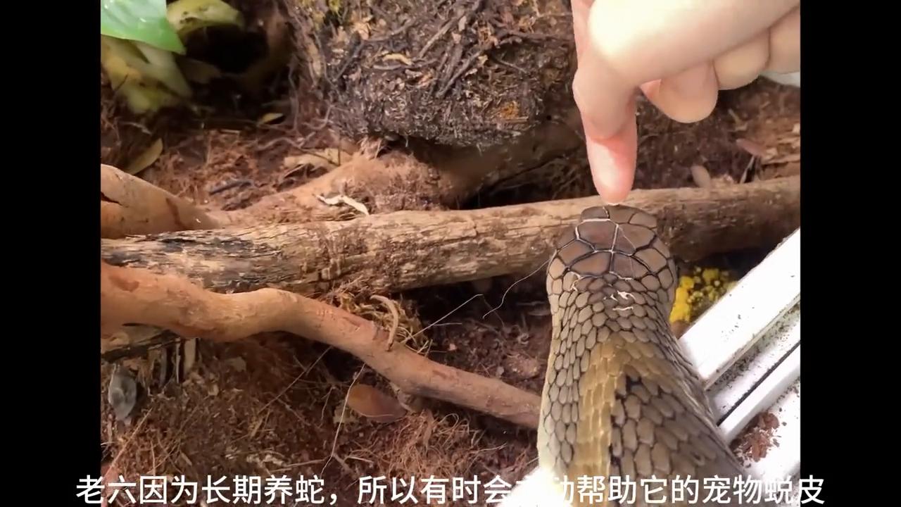 爬宠毒蛇眼镜王蛇,爬宠眼镜王蛇