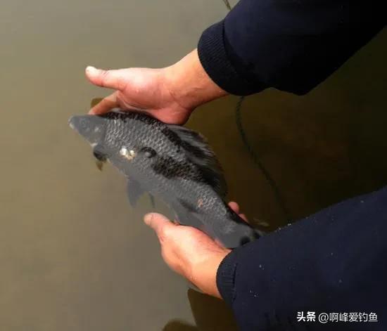 这种“黑鲤鱼”在野外可是个宝贝，钓不得抓不得，属我国特有物种