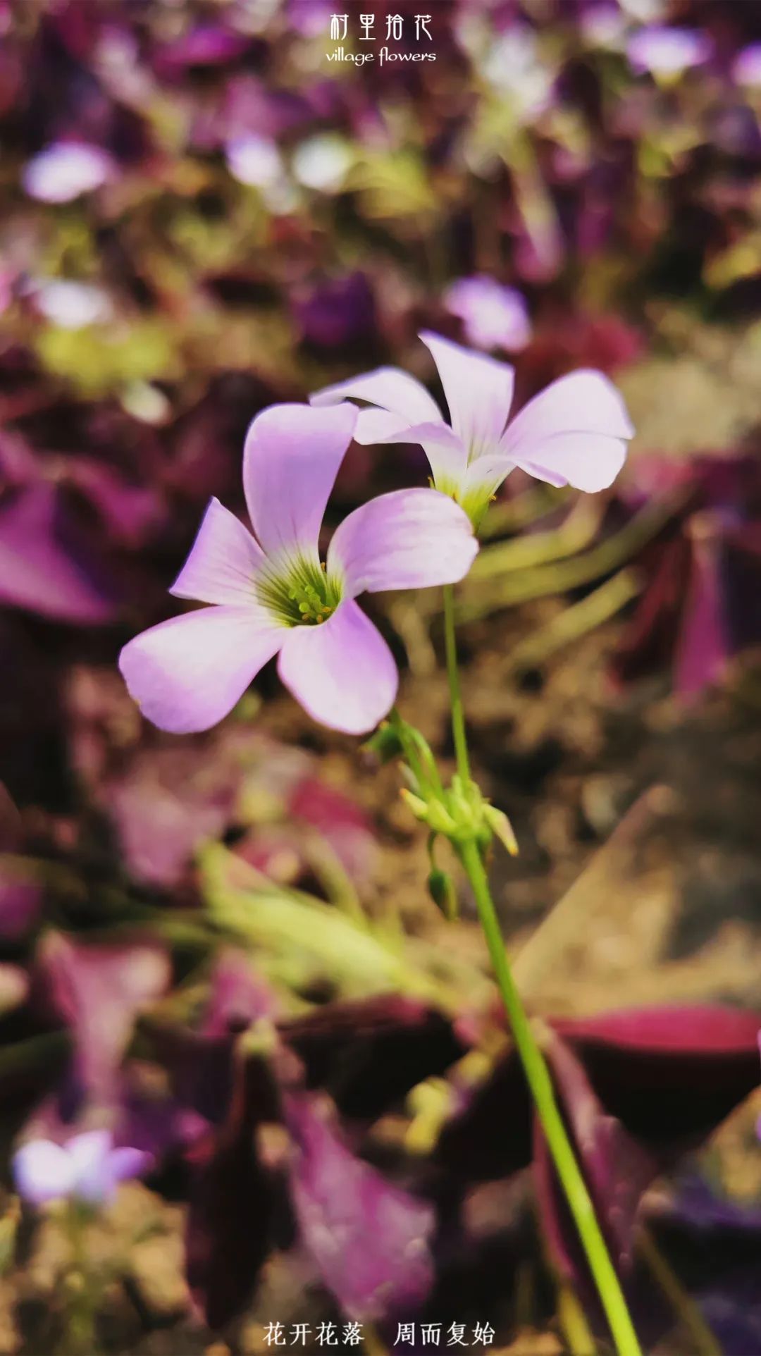 红花酢浆草简介,红花酢浆草喜欢酸性还是碱性土壤
