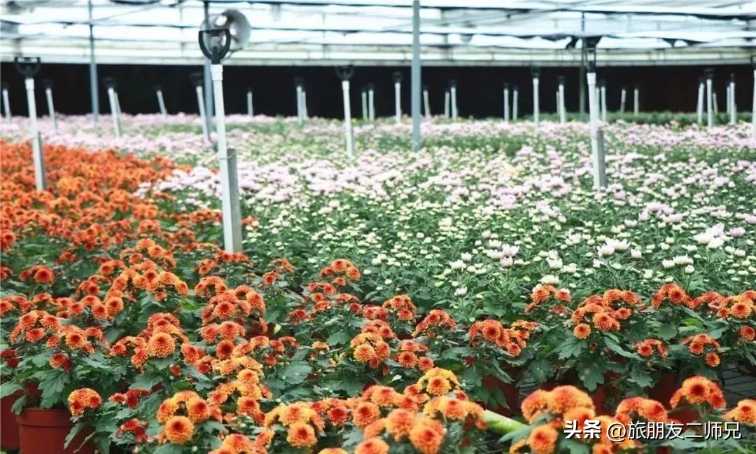 佛山去江门旅游景点推荐,佛山去江门旅游攻略