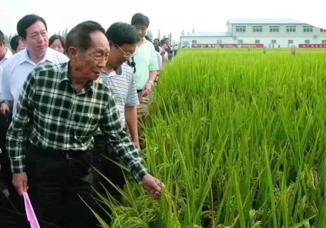 我们连年满车满船地从海外买粮食，中国的饭碗还能端得稳吗？