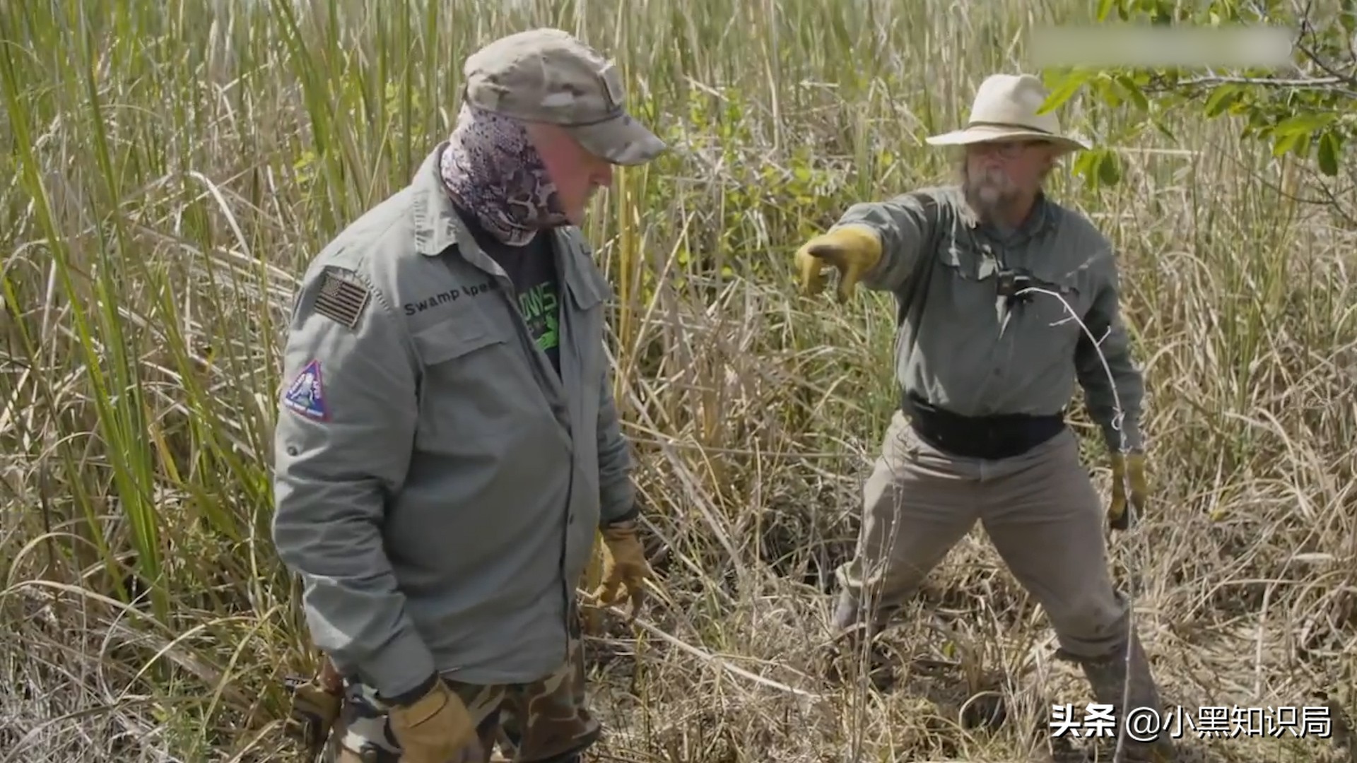 美国再遭生物入侵，30万只缅甸蟒泛滥成灾，最大能长9米，400斤重