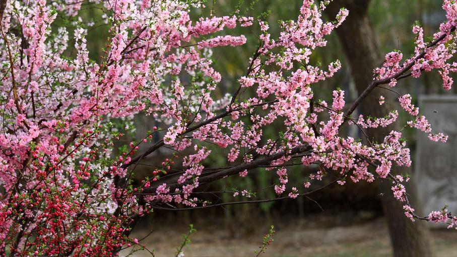 春天古诗名句和赏析,春天100首古诗词