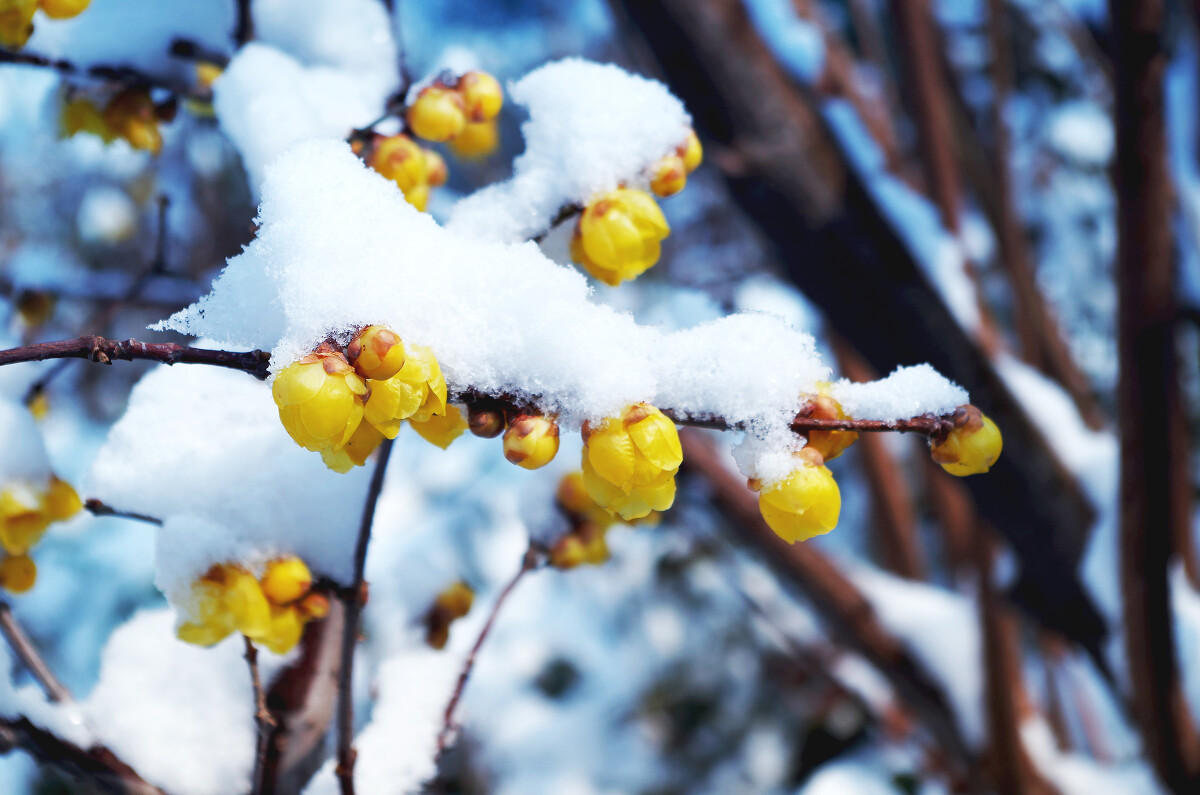 关于24节气大雪的古诗10首,关于大雪的古诗词大全