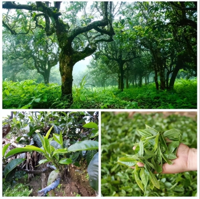 掌握这六大茶类品茶要点,鸣泉茶水分离杯