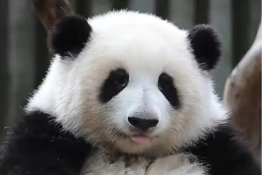 大熊猫花花和荷叶的温暖瞬间,国宝大熊猫和花萌萌哒瞬间