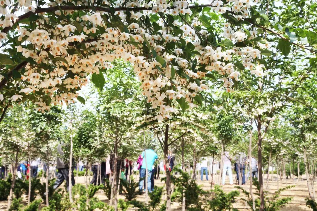 开花植物大全100种,实用分享30款小型开花树种介绍