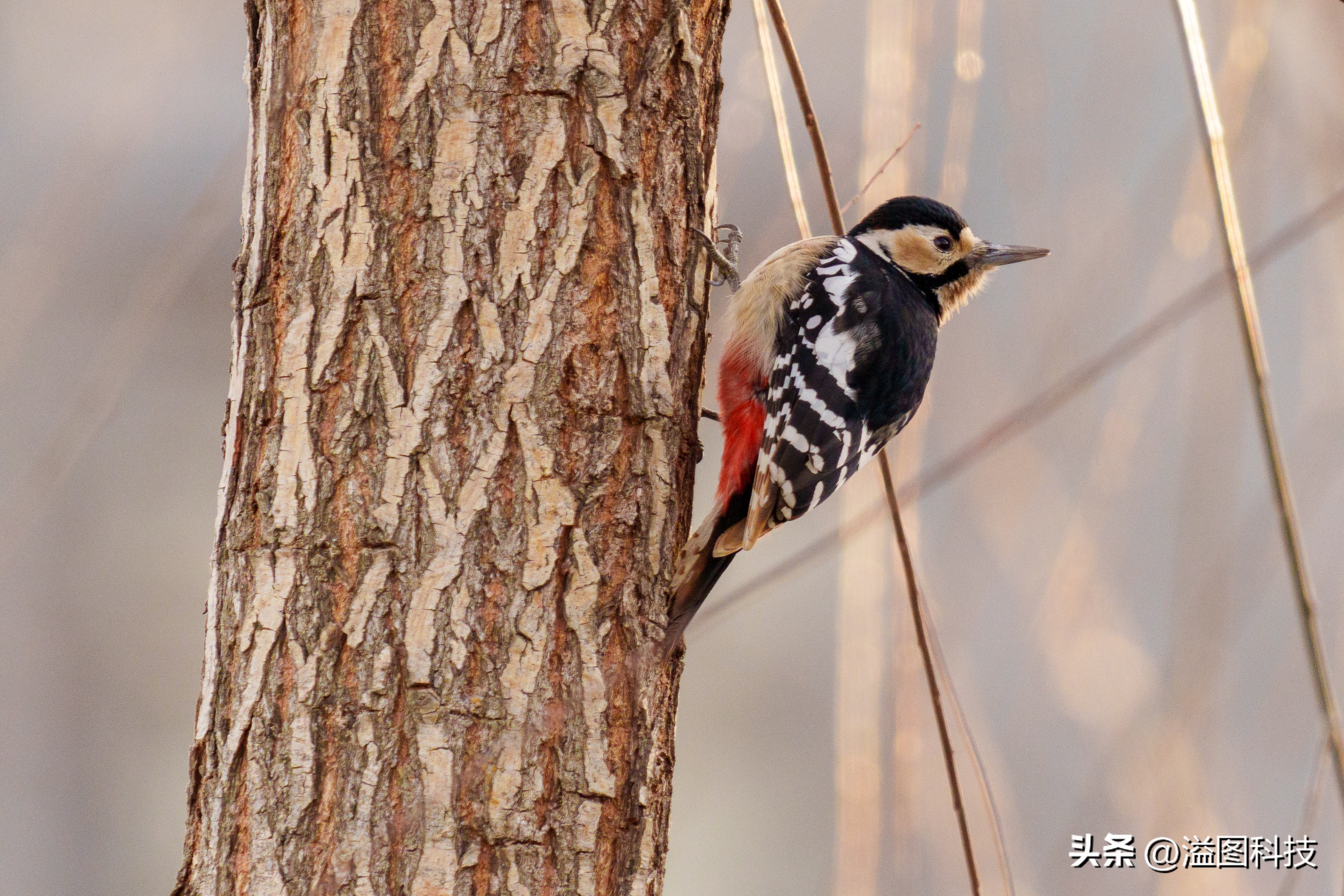 适马150-600s版和60-600的区别,适马150-600s和60-600s对比
