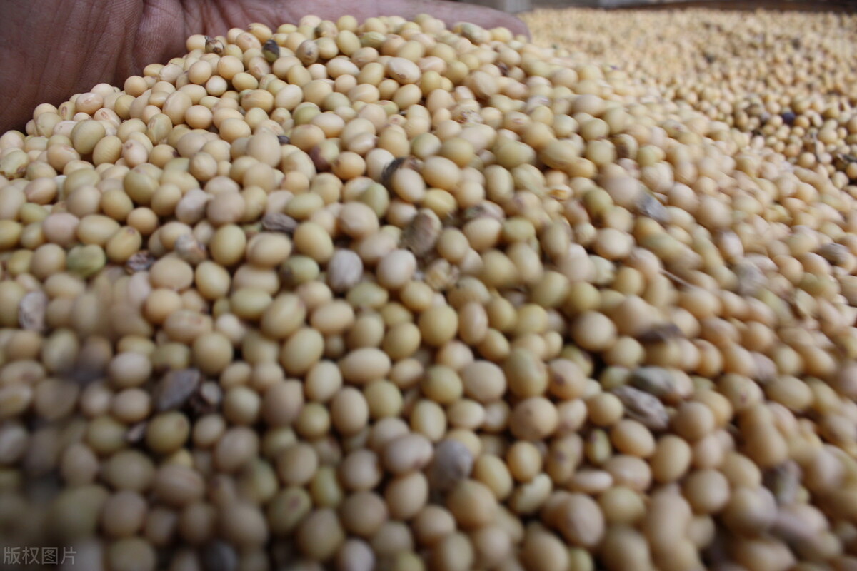 今日大豆价格东北大豆,今年的东北大豆价格是多少