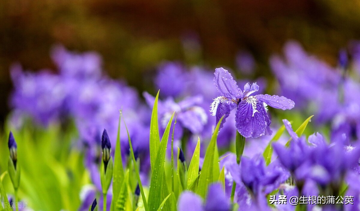水生花卉栽培方法和技术,十种常见水生花卉