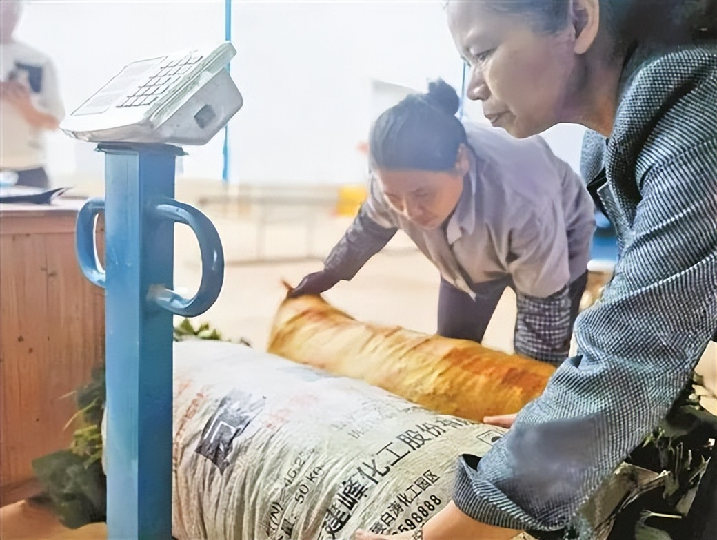 探访宾阳县八合村：机器当“蚕娘”致富有保障