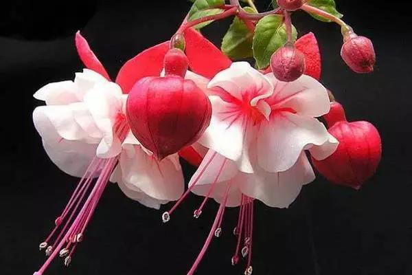 分享图片温暖大图,倒挂金钟花唯美视频