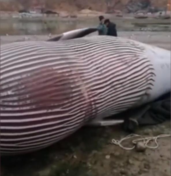 辽宁海域鲸鱼,海边发现一只小海豚