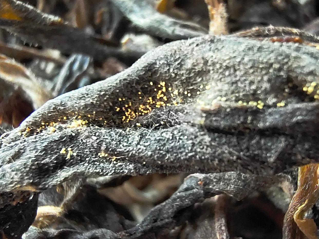 为什么能做到人均80斤茶叶？不产茶的东莞，为何如此“狂热”？