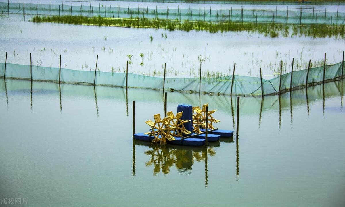 长江鱼类数量增多,长江鱼类目前现状