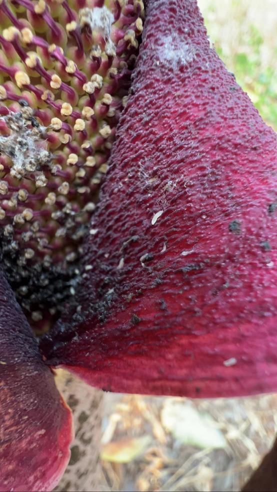 麻辣烫用料魔芋是荤菜还是素菜,魔芋爽是素菜还是荤菜
