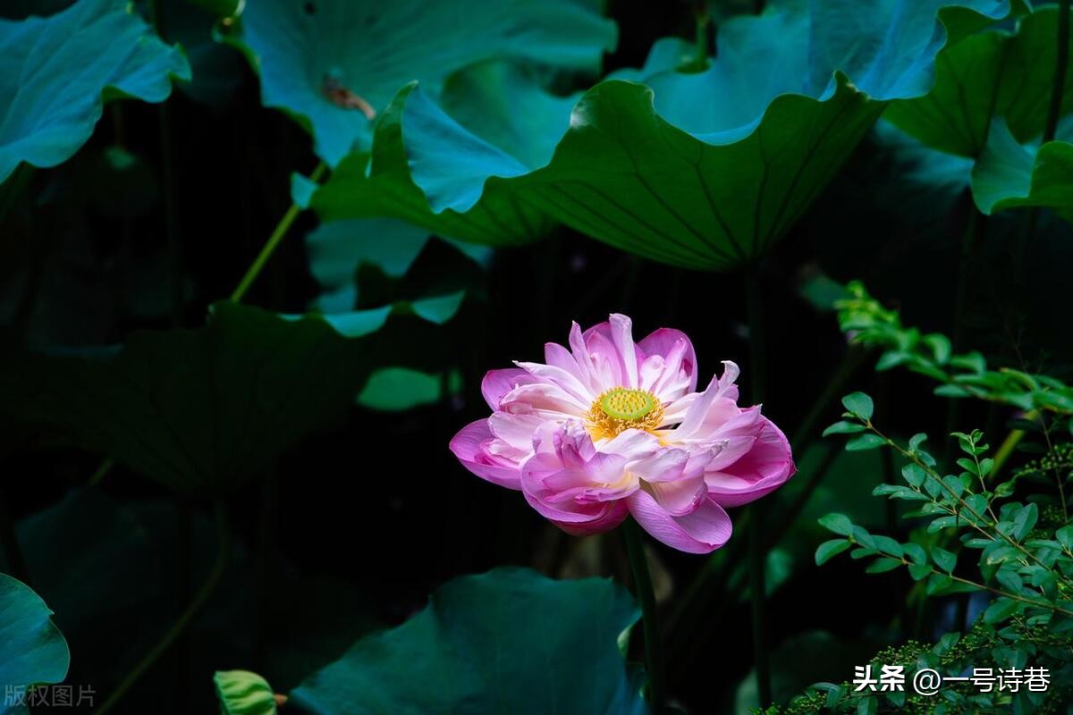 从夏日绝句这首诗中你明白了什么,夏日绝句这首诗我体会到了什么