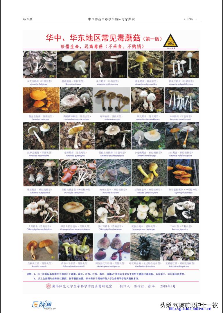 关于蘑菇的分类及中毒诊治,欢迎转发