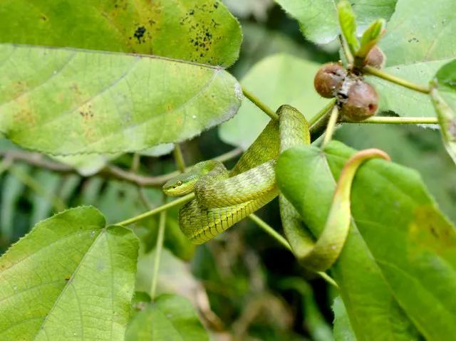 墨脱秘境的蚂蝗山图片,墨脱蚂蝗怎么对付