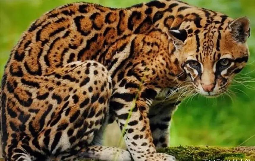 委内瑞拉纸币视频,委内瑞拉纸币简介