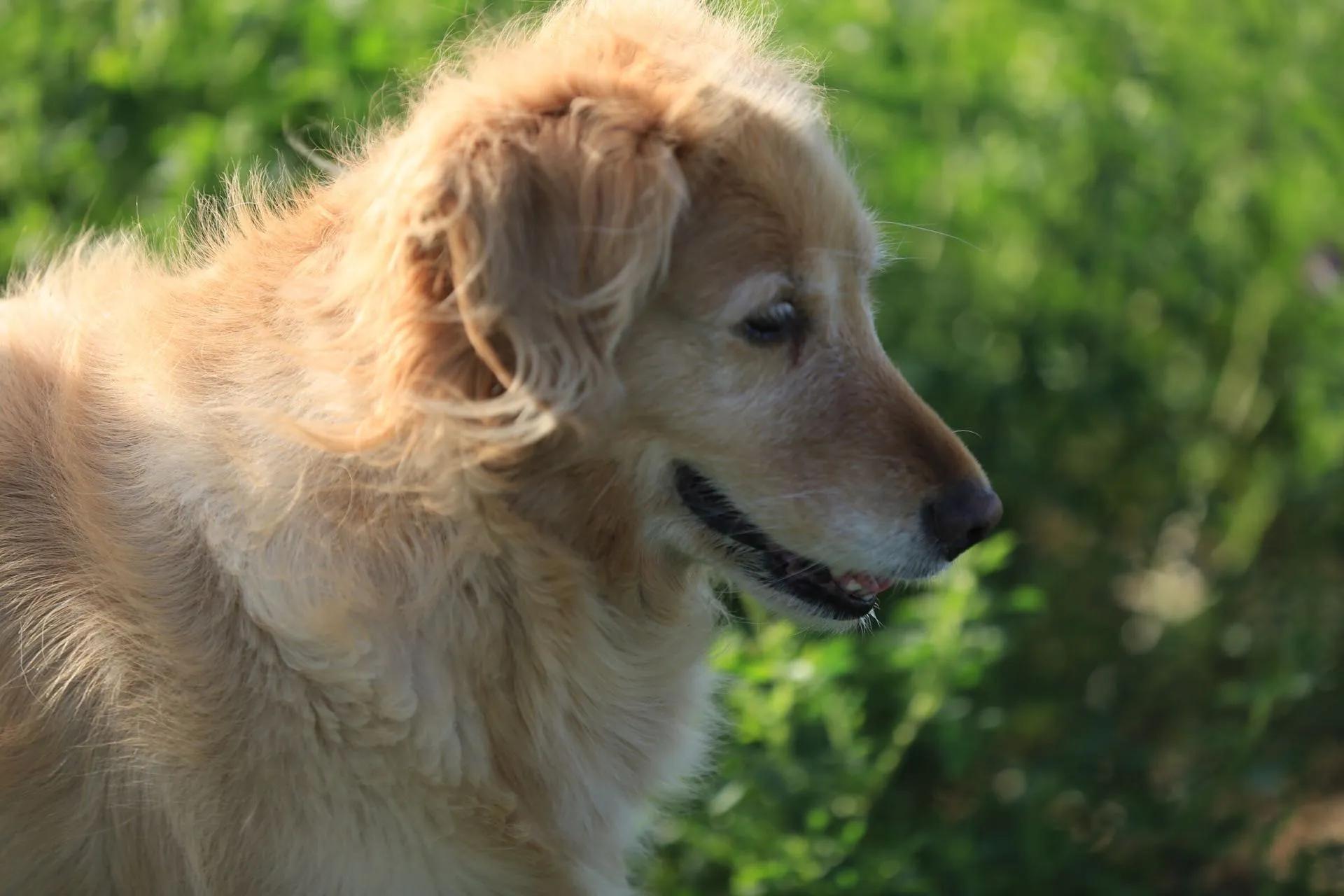 我的毛毛-写给12年相濡以沫的金毛