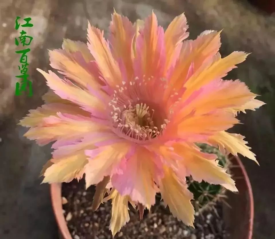 200种·仙人球开花图鉴，大开眼界，美到爆