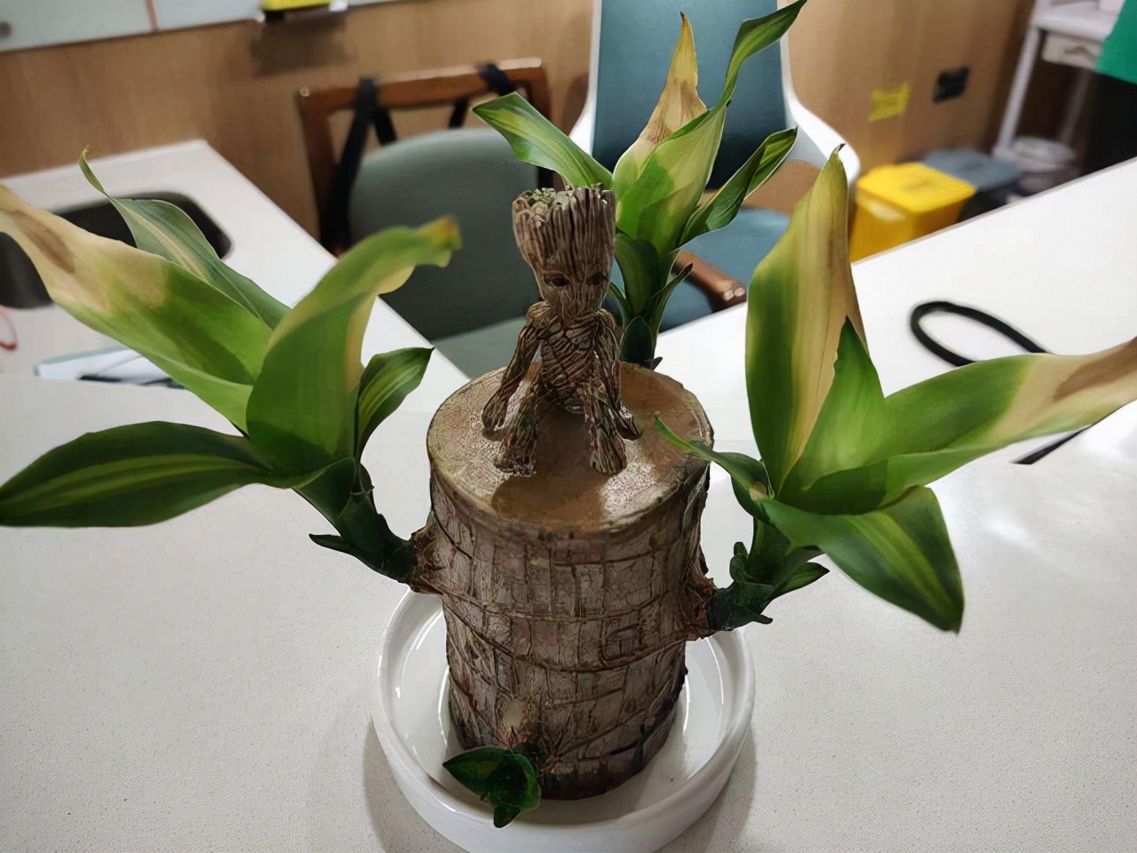 十种花不宜在室内养,这4种花最好别养在室内