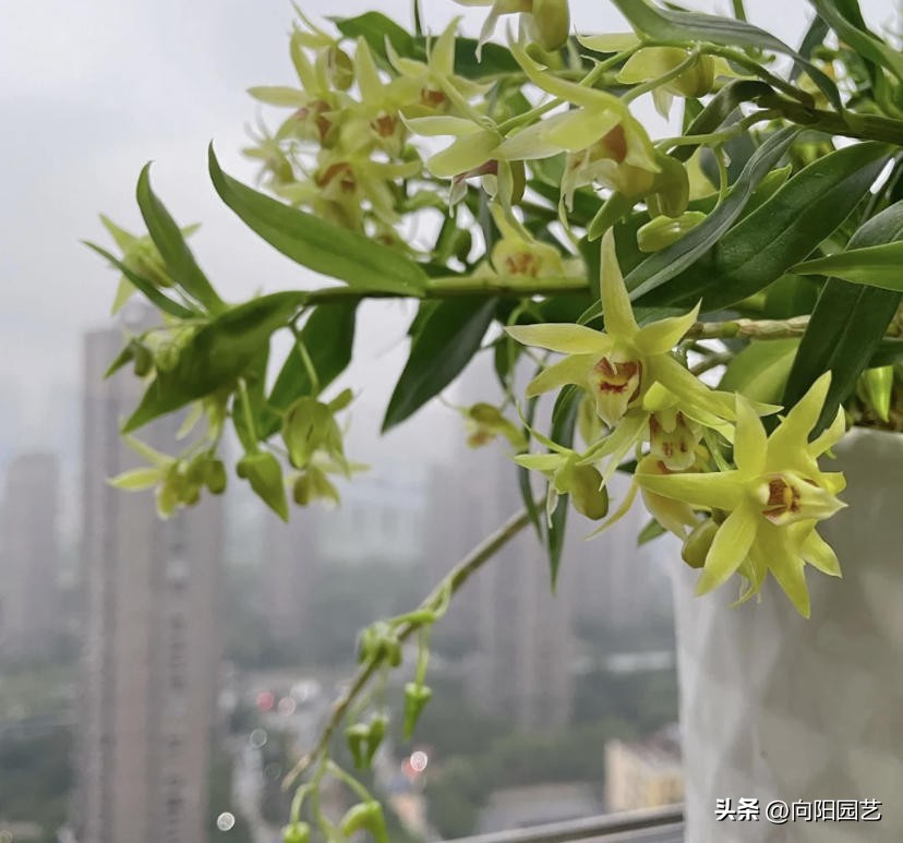 石斛板栽和盆栽的区别,怎么养石斛和青苔