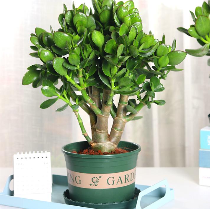 “客厅养树，十有九富”！老祖宗留下的“规矩”，说的太有道理了