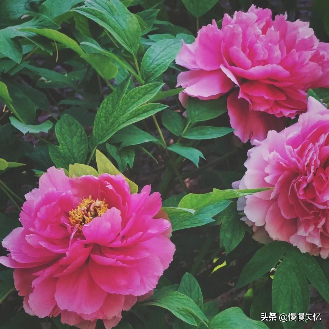 历代咏牡丹花诗词大全,关于牡丹花的古诗刘禹锡