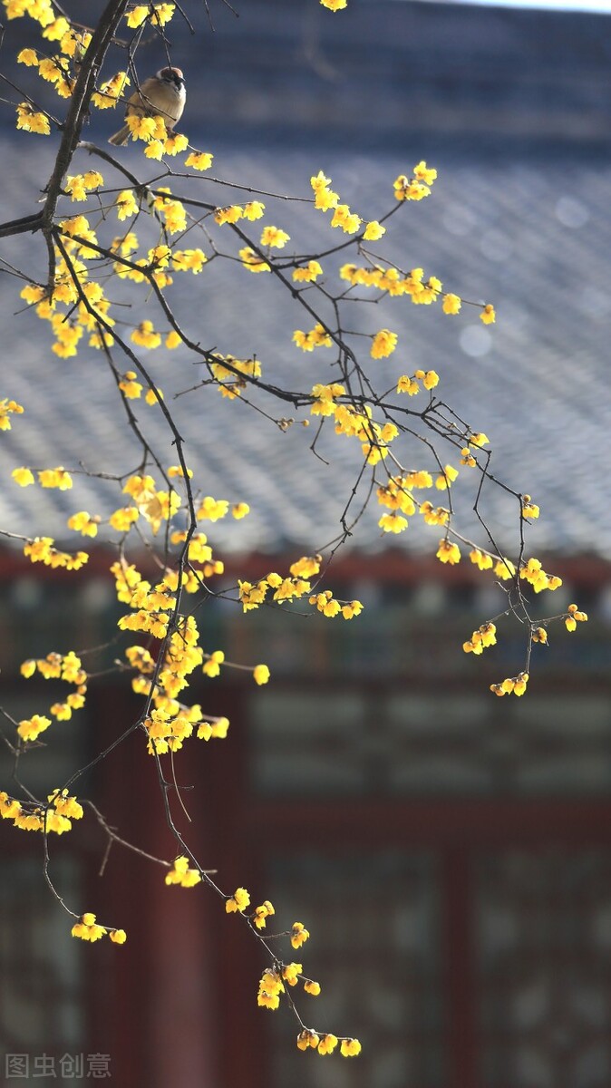 春天花的手机壁纸图片好看,春天图片唯美高清壁纸