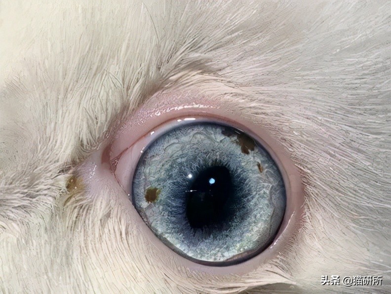 结膜炎症状和表现猫咪,青光眼猫咪啥样